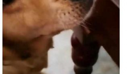 狗头视频,萌态百出，网络潮流新宠